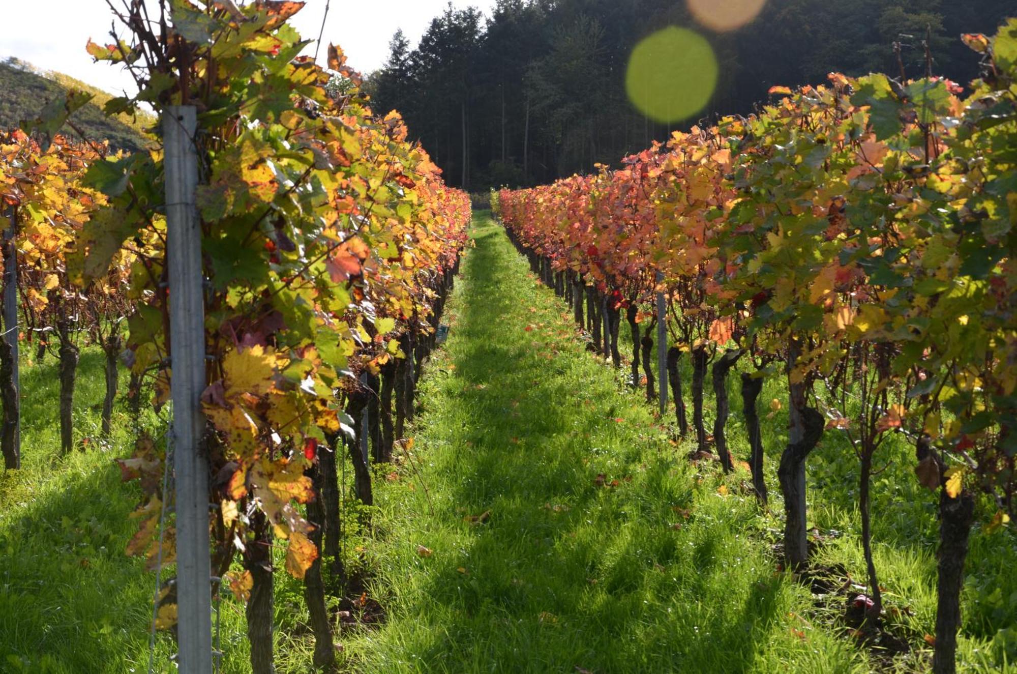 Appartamento Ferienweingut Gansen / Hochgenuss 1 Ernst Esterno foto
