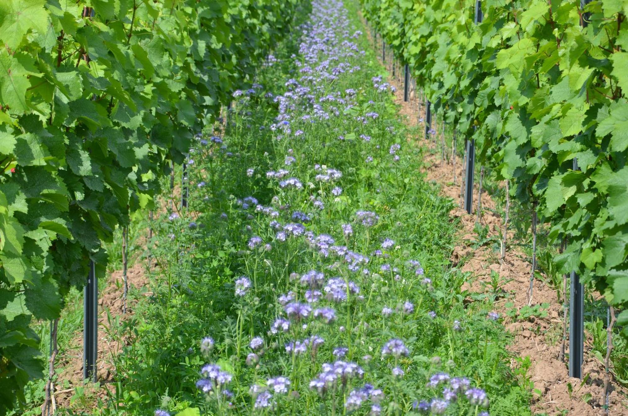 Appartamento Ferienweingut Gansen / Hochgenuss 1 Ernst Esterno foto